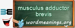 WordMeaning blackboard for musculus adductor brevis